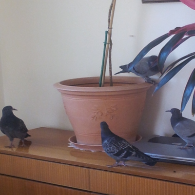 Pigeons à la maison
