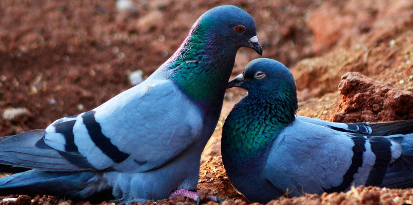couple pigeons