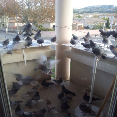 Laroucoulade Sauvetage Pigeon Blog